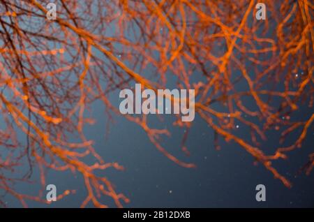 Zweige und Sterne Stockfoto