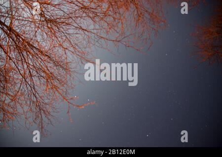 Zweige und Sterne Stockfoto