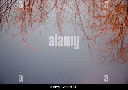 Zweige und Sterne Stockfoto