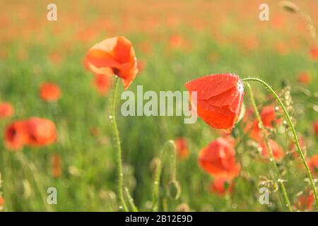 Schönes rot leuchtenden Mohnblumen nach einem Gewitter. Viele Regen fällt auf die Blumen. Stockfoto