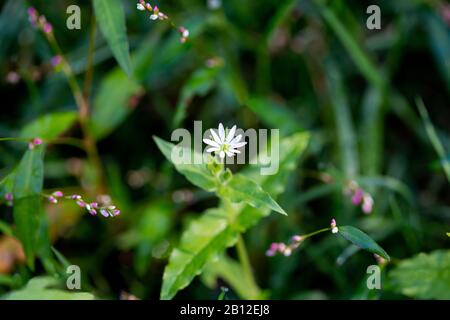 Stellaria Media Kicherweeblüm nah oben auf unscharfem grünen Grashintergrund, kleine rosafarbene Blumen. Stockfoto