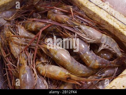 Frische Garnelen auf einem Fischmarkt. Garnelen werden in der bengalischen Sprache auch als Jhinga machchi in Hindi und Chingri maach bezeichnet Stockfoto
