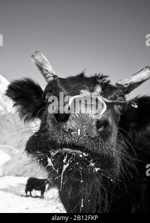 Inländische Yak(Bos mutus gruniens), Tal der Rumbak. Nationalpark Hemis. Ladakh, Indien. Himalaya Stockfoto