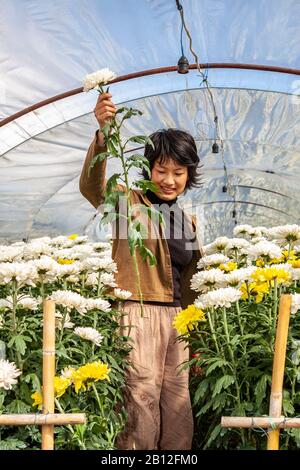 Porträt der asiatischen Frau, die Chrysanthemum blüht, blüht, blüht und ernt, die in Polythen-Polytunnels-Gewächshaus wächst, im ländlichen Chiang Mai oder Chiangmai Nord-Thailand, Asien Stockfoto