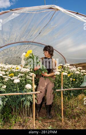 Porträt der asiatischen Frau, die Chrysanthemum blüht, blüht, blüht und ernt, die in Polythen-Polytunnels-Gewächshaus wächst, im ländlichen Chiang Mai oder Chiangmai Nord-Thailand, Asien Stockfoto