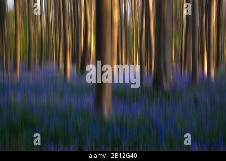 Malerische Wald mit Kamera Bewegung im Streiflicht, Hallerbos, Belgien Stockfoto