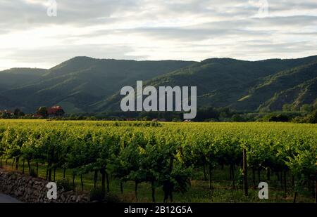 Blick über die Weinberge in Wachau, Niederösterreich Stockfoto
