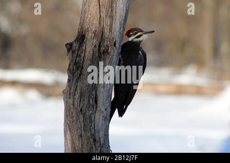 Ein weiblicher Pileated Woodpecker, Der Sich Umsieht, Während Er Auf EINEM toten Baum Thront Stockfoto