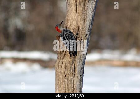 Ein Roter Belaubte Woodpecker, Der Auf EINEM toten Baum Ruht Stockfoto