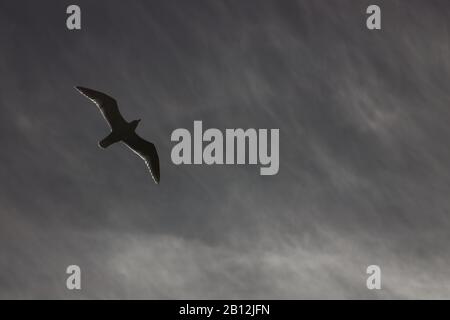 Möwe im Flug Stockfoto