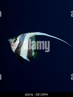 Schule Wimpelfische (Heniochus diphreutes). Im Roten Meer, Ägypten Stockfoto