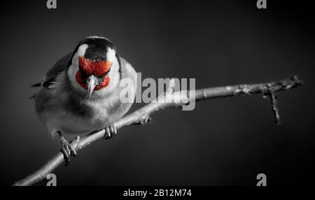 Wilder Goldfink (Carduelis carduelis) auf Zweig. Selektive Farbe rot und isoliert auf schwarzem Hintergrund Stockfoto