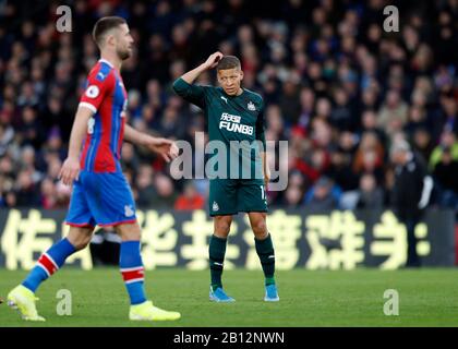 Selhurst Park, London, Großbritannien. Februar 2020. English Premier League Football, Crystal Palace versus Newcastle United; Dwight Gayle von Newcastle United kratzt seinen Kopf - Streng redaktioneller Gebrauch. Keine Verwendung mit nicht autorisierten Audio-, Video-, Daten-, Regallisten-, Club-/Liga-Logos oder Live-Diensten. Die Online-Nutzung ist auf 120 Bilder beschränkt, keine Videoemulation. Keine Verwendung bei Wetten, Spielen oder Einzelspielen/Liga-/Spielerveröffentlichungen Credit: Action Plus Sports/Alamy Live News Stockfoto