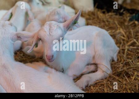 Die liebenswürdigsten und liebsten kleinen neugeborenen Baby-Lämmer, die nur eine Vew Tage alt sind. Ithey spielen als Gruppe in der Schaffarm zusammen Stockfoto