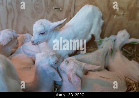 Die liebenswürdigsten und liebsten kleinen neugeborenen Baby-Lämmer, die nur eine Vew Tage alt sind. Ithey spielen als Gruppe in der Schaffarm zusammen Stockfoto