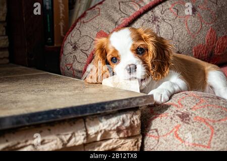 Ein kleiner Welpe, ein Cavalier King Charles Spaniel mit Blenheimer Färbung, liegt in einem Hundebett und kaut auf einem sauberen Suppenvorratsknochen. Stockfoto