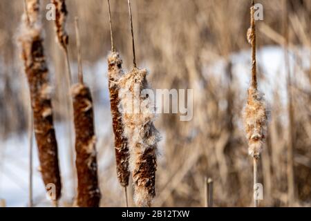 Cattail Schilf, oder Bulrushes, sind im Winter in einem Marschland zu sehen. Mehrere Stängel halten die Schmalblättrigen Flusenhaufen auf. Stockfoto