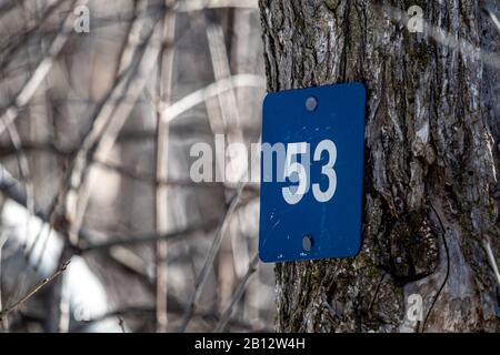 Eine Wegmarkierung auf einem Freizeitwanderweg durch Wälder zeigt die Zahl '53' in Weiß auf blauem Kunststoff. Die Markierung wird an einen Baumstamm genagelt. Stockfoto