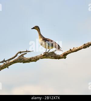 Weibchen des Baumnistkombs oder Knob-Bill-Duck Sarkidiornis melanotos thronen auf einem hohen Baumzweig im Tsavo East National Park im Süden Kenias Stockfoto