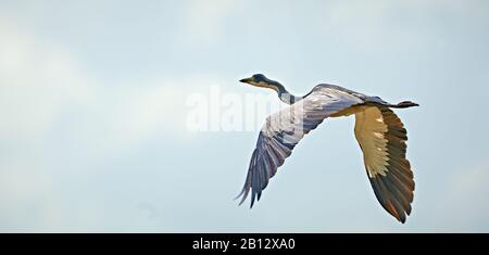 Blau oder Black-Headed Heron Ardea melanocephala im Flug mit kontrastierenden dunklen und weißen Unterflügeln - Tsavo National Park Kenia Stockfoto