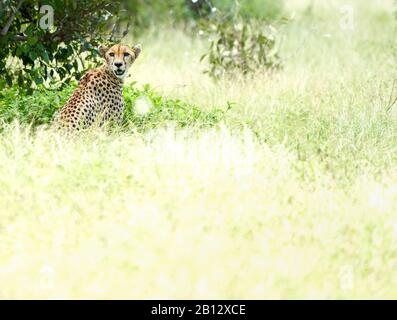 Gepard Acinonyx jubatus in der Mittagshitze im Schatten eines Busches im Tsavo East National Park Southern Kenya Stockfoto