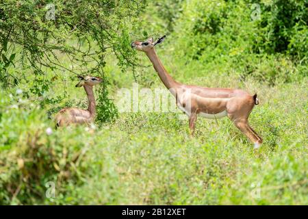 Weibliche Gerenuk ( Litocranius walleri ) mit ihren jungen Essblättern aus einem niedrigen Akazienbusch - Tsavo National Park Kenya East Africa Stockfoto