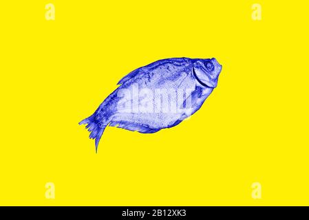 Blau getrockneter Fisch auf gelbem Grund. Zeitgenössische Kunst Collage Stockfoto