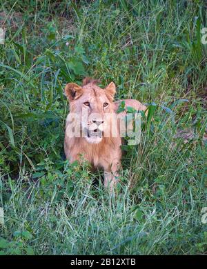 Junger männlicher Löwe Panthera leo, der aus seinem Daytime Nap auf einem felsigen Hügel im Tsavo National Park im Süden Kenias hervorkam Stockfoto