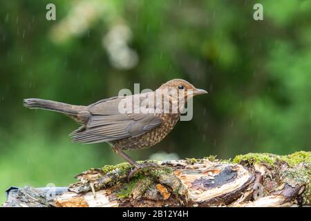 Weiblicher Blackbird [ Turdus merula ] auf einem Holzkittel mit Regen im Hintergrund Stockfoto