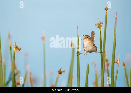 Marsh Wren singt beim „Splits“ auf dem Cattail-Feuchtgebiet Vegetation Stockfoto