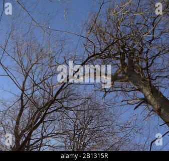 Ein Blick von einer Baumkuppen aus mehreren buchen und Eichen im Urwald Sababurg an einem sonnigen Tag im Januar Stockfoto