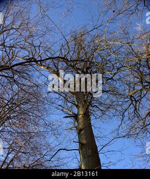 Blick auf eine Baumkrone von einer großen Eiche, Quercus Stockfoto