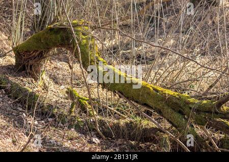 Verfallener Weidenbaum mit Moos bedeckt, aus dem junge Äste wachsen Stockfoto