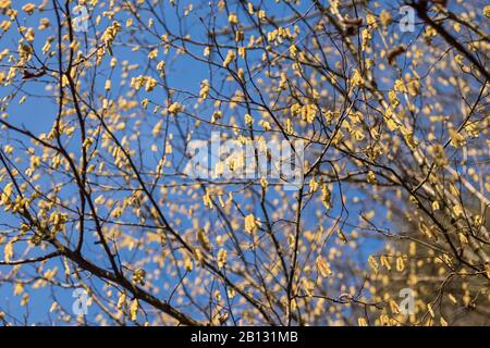 Gelbe Catkins an den Ästen eines Baumes im Hintergrund des blauen Himmels Stockfoto