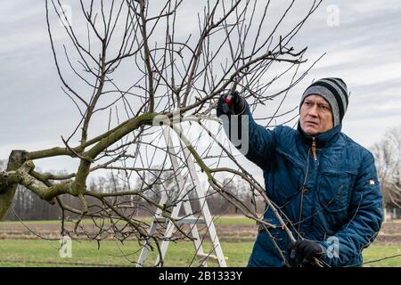 Der weiße Mann mittleren Alters, der im Garten arbeitet und einen apfelbaum beschnitt. Der Bauer beschneit Äste von Obstbäumen zu Beginn des Frühlings. Stockfoto