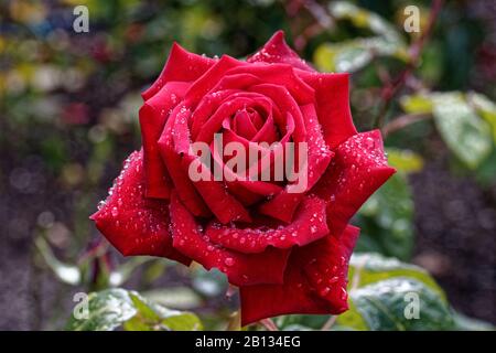 Rose 'Loving Memory' hat große, gut geformte, leicht duftende Blüte aus Kirschrot an langen Stielen, die es großartig zum Schneiden oder zur Ausstellung machen. Stockfoto