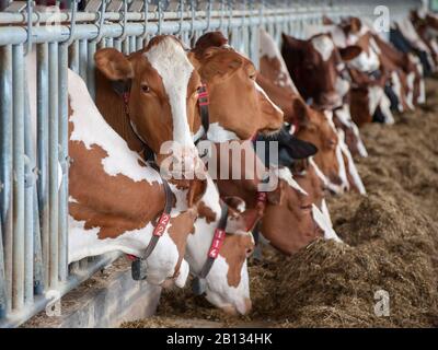 Braune Kühe, die im Stall essen Stockfoto