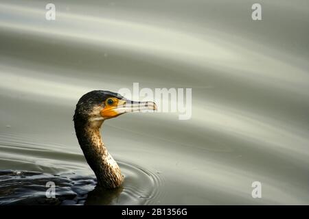 Des Kormorans, Phalacrocorax carbo, bekannt als der große schwarze Kormoran. Delta llobregat Naturpark. Barcelona, Catalunya. Spanien Stockfoto