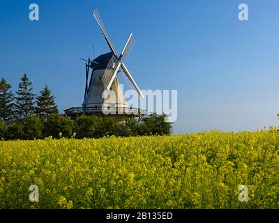 Windmühle Fortuna,Angeln im Freilichtmuseum,Unewatt,Kreis Schleswig-Flensburg,Schleswig-Holstein,Deutschland Stockfoto