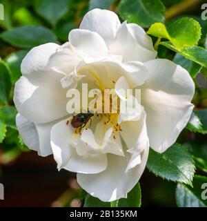 Paarungsgarten Laub Käfer auf einer Rose Stockfoto