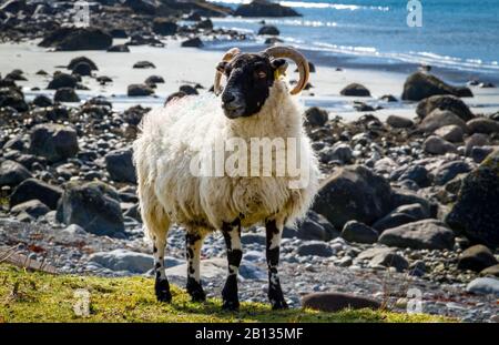 Schottisches Blackface Schaf, ein weibliches Schaf oder Ewe mit zwei geschweiften Hörnern standen am felsigen Strand, nach vorne mit Loch Buie im Hintergrund. Querformat Stockfoto