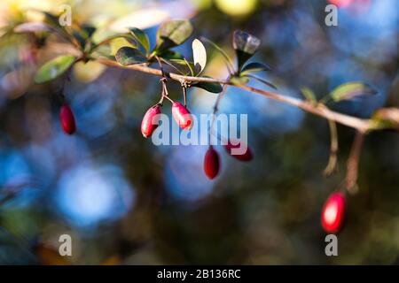 Berberis, im Allgemeinen bekannt als Barberry Nahaufnahme. Ein Zweig aus Barbeere mit roten Blättern. Geblümter Hintergrund. Herbstatmosphäre. Warme Farben. Natur PA Stockfoto