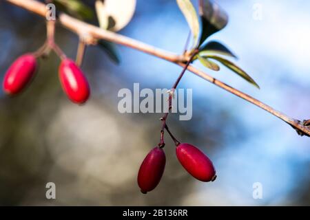 Berberis, im Allgemeinen bekannt als Barberry Nahaufnahme. Ein Zweig aus Barbeere mit roten Blättern. Geblümter Hintergrund. Herbstatmosphäre. Warme Farben. Natur PA Stockfoto