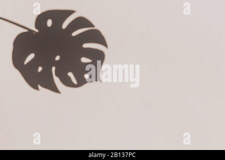 Grauer botanischer Schatten des tropischen Palmblatts auf beigefarbenem Wandhintergrund. Stockfoto