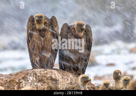 Griffon Geier (Gyps fulvus) zwei Vögel, die in den Winterbedingungen in den spanischen Pyrenäen, Katalonien, Spanien, im April auf dem Felsen aufragten. Das ist ein großes Stockfoto