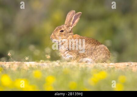 Europäisches Kaninchen (Orycolagus cuniculus), das in den spanischen Pyrenäen, Vilagrassa, Katalonien, Spanien, in der Sonne schwelt. April. Stockfoto