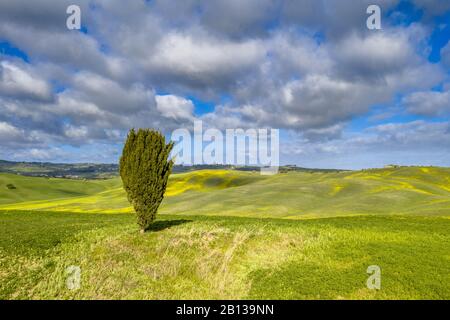 Einsamer Cypressbaum auf einem Hügel im Val d'Orcia Tuscany, Italien, April. Stockfoto