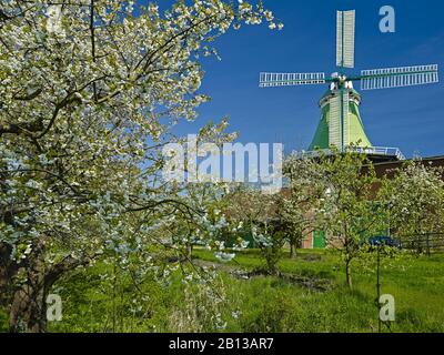 Windmühle Vers Amica in Twielenfleth-Lühe mit Kirschblüte, Altes Land, Landkreis Stade, Niedersachsen, Deutschland, Europa Stockfoto