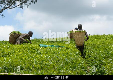 Teepicker in der Nähe von Fort Portal in Uganda, Afrika Teesammler in der Nähe von Fort Portal in Uganda, Afrika Stockfoto