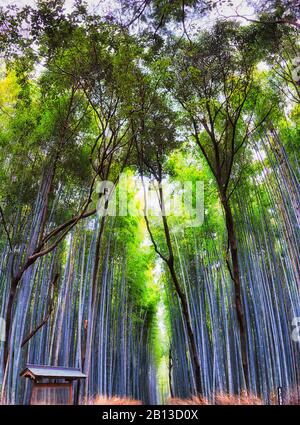 Bambushain in der japanischen Stadt Kyoto mit hohen, üppigen Bambuspflanzen, die hohen Abschlußhimmel wachsen. Stockfoto